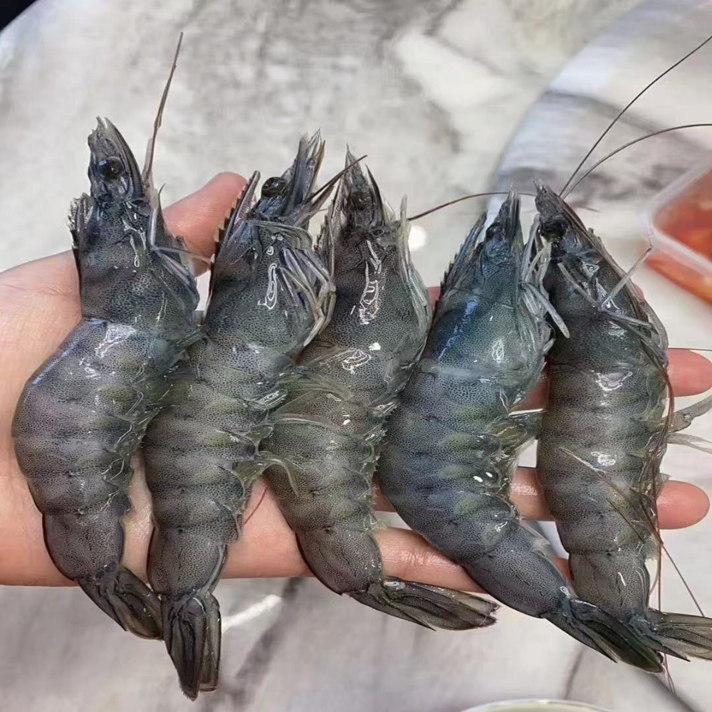 Chilean White Shrimp Quality